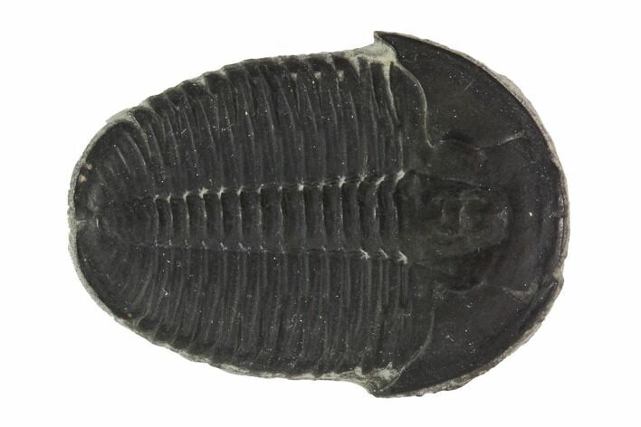Large, Elrathia Trilobite Fossil - Utah #91875